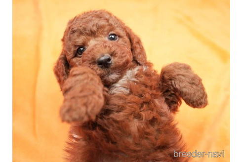 成約済の東京都のトイプードル-208869の5枚目